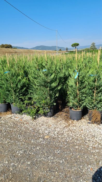 Tuia smarald/Leylandi