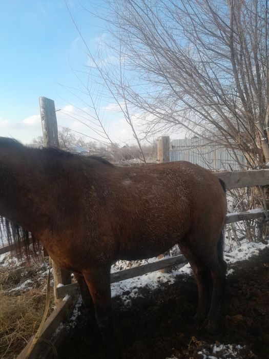 Продам лошадь жеребец