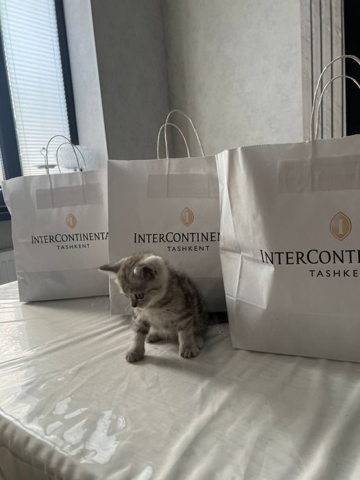 Котенок продается