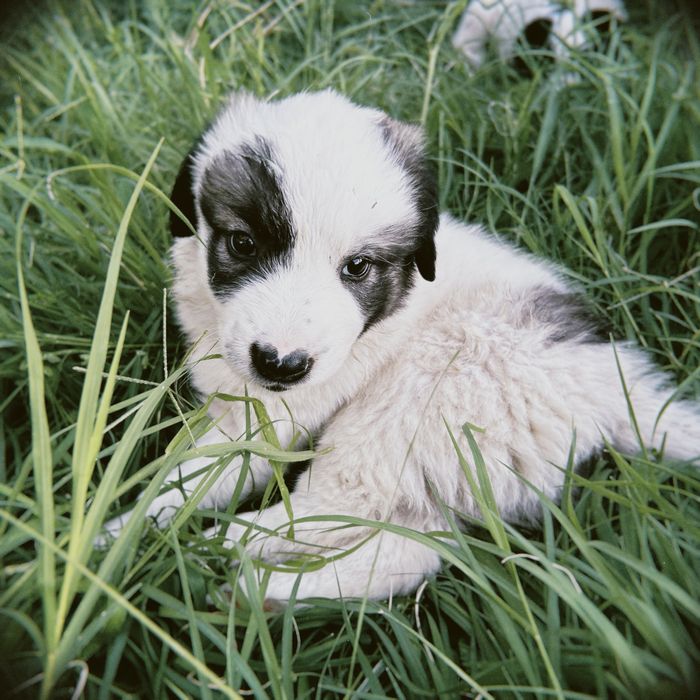 Мамасы үлкен