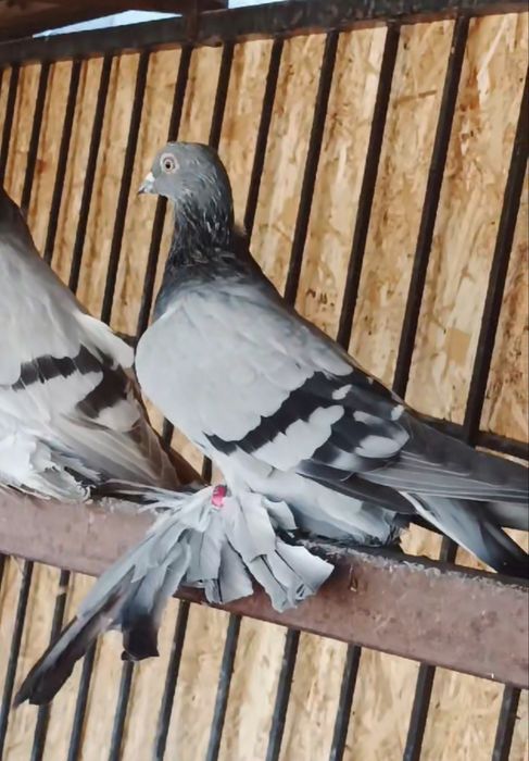 Продается пара сизые