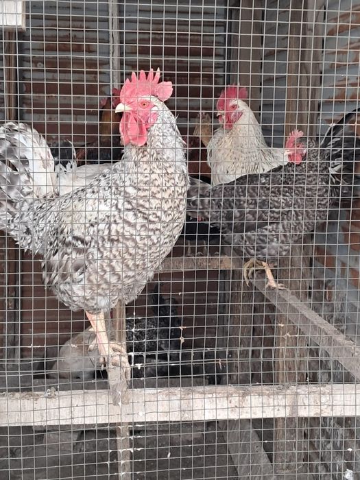 Продам петухов, цена 2500 тг