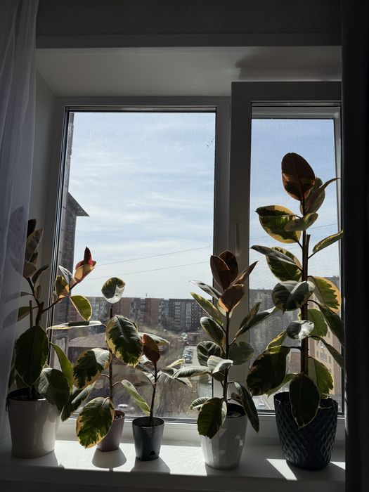 Продаю фикус тенеке