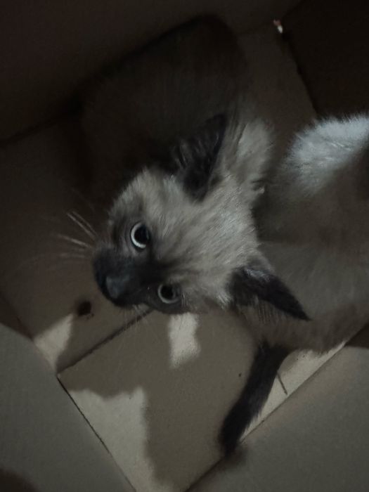 Котята отдам в добрые руки