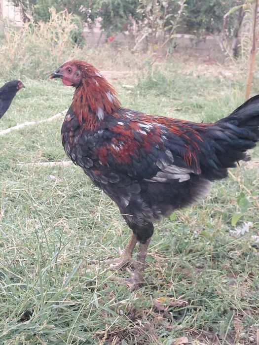 Xoʻroz lar sotiladi
