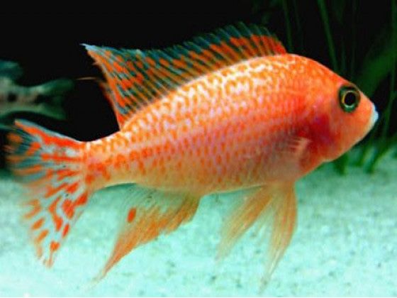 Аулунокары дракон и орхидеи