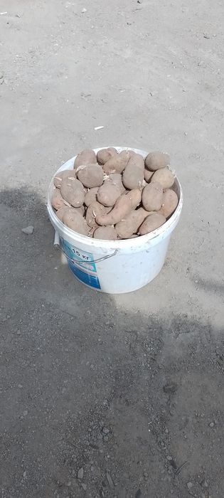 Продам картофель.