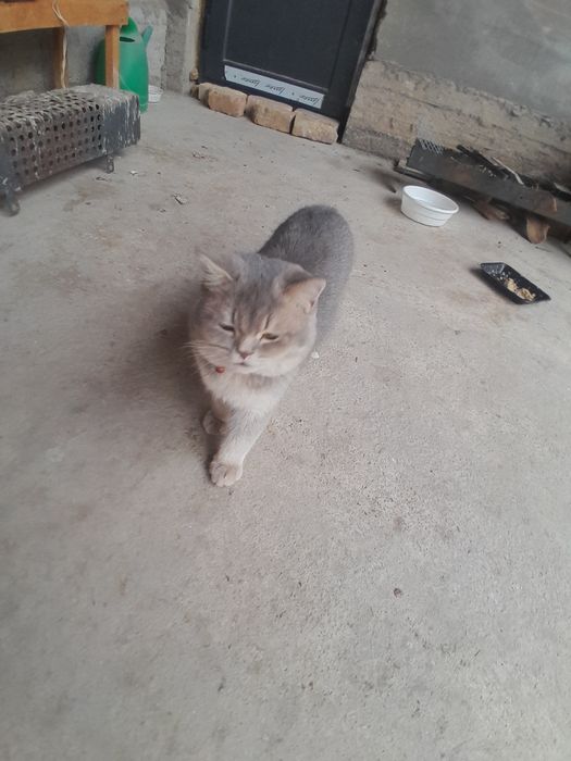 Продаётся две коты