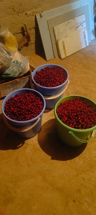 Продается вишня 1 ведро - 3000 т.