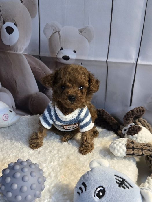 Пудел тийкъп с родословие момче микро