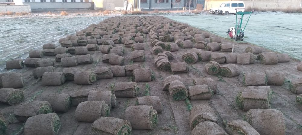 Gazon sotiladi sifatli