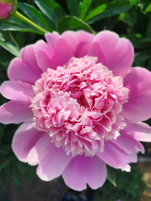 Продам корни пионов