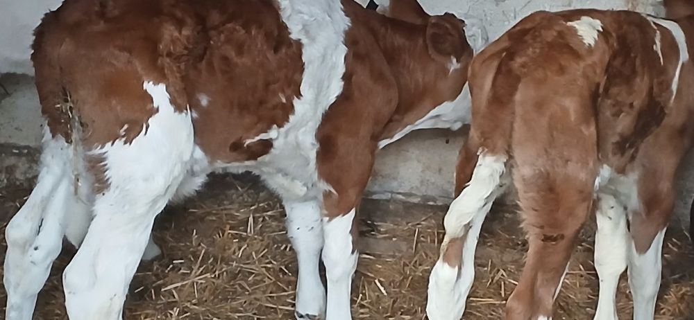 Vitei belgian baltata angus