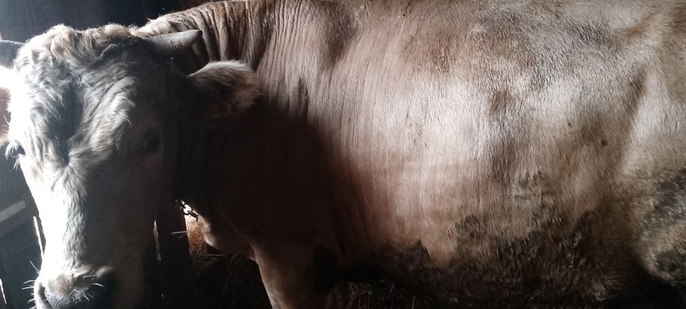 Продам бычка. Возраст 1год и 6месяцев
