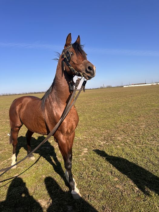 Vand cal pur sange arab