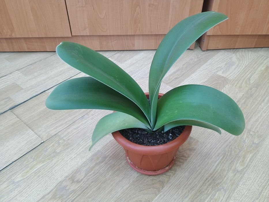 Продам цветок в горшке