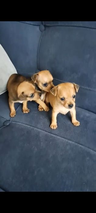 Продам той терьера