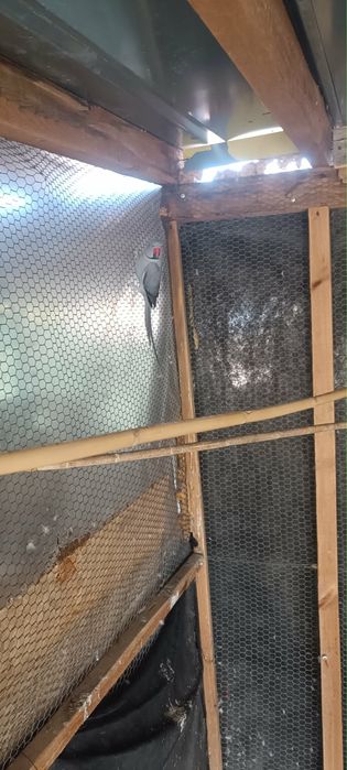 Продавам папагали