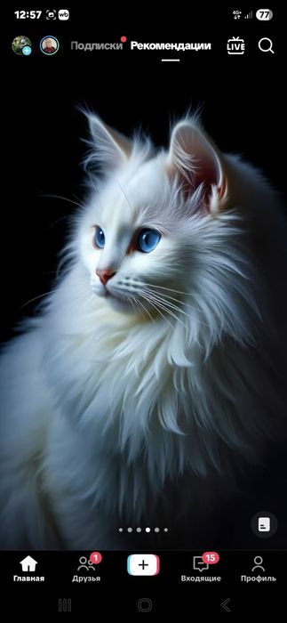 Сибирская кошка!