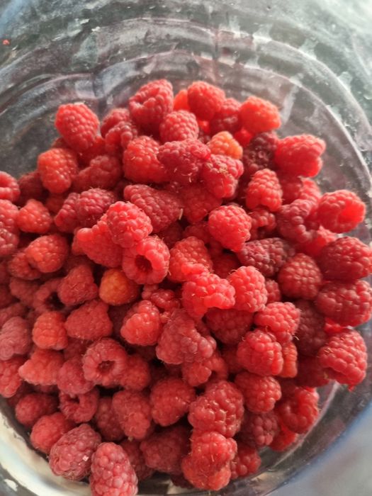 Продам малину домашняя