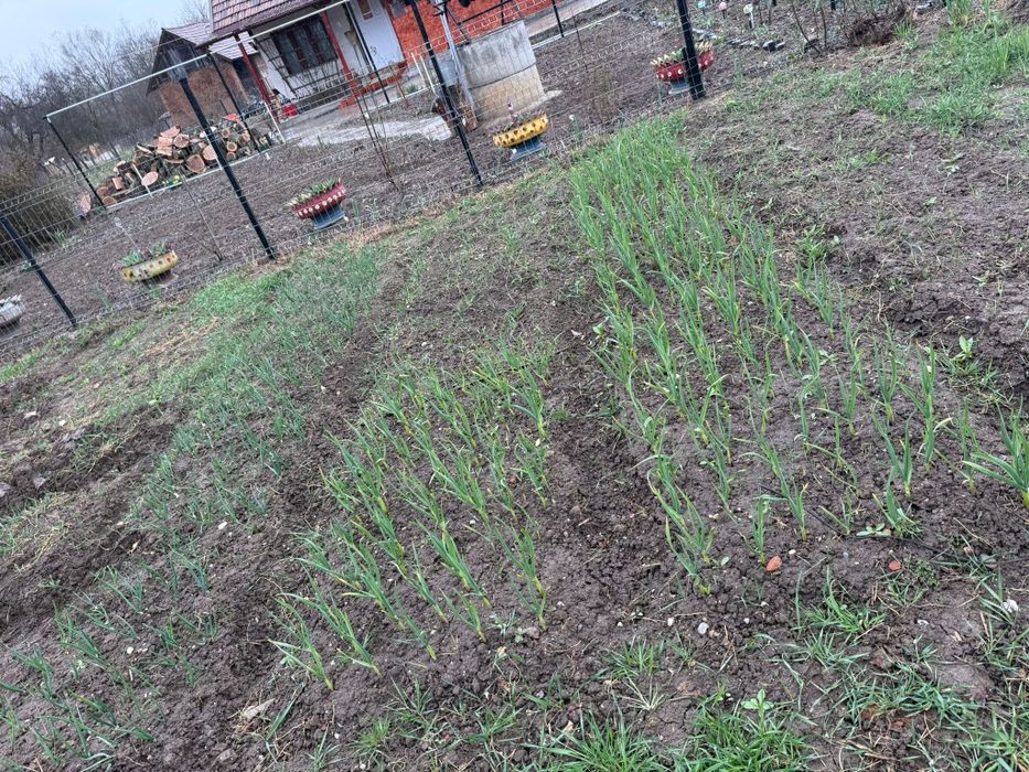 Teren Sâncraiul Almașului