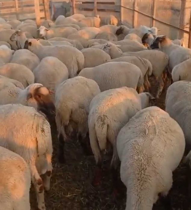 Семіз  қойлар -жирные бараны