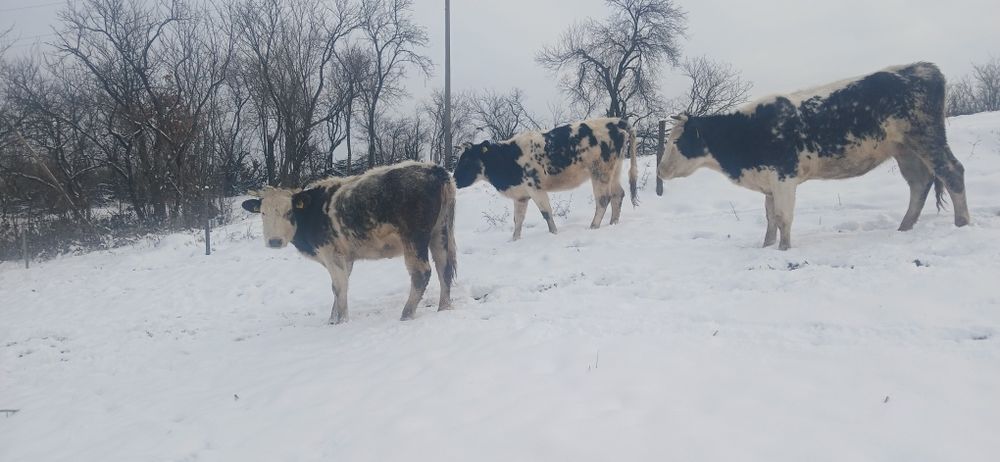 De vânzare 3juninci  belgiene