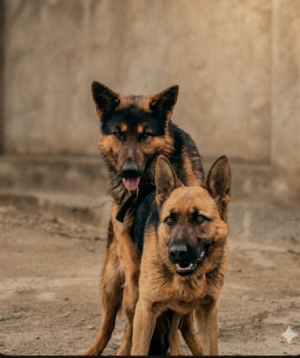 Продаются щенки ВЕО овчарки