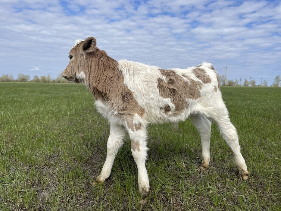 Еркек 2 апталық(Бычок 2 неделный)