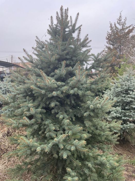 Голубая ель 1,5-2 м