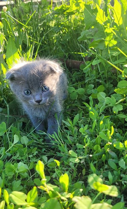 Котенок Дымчатый