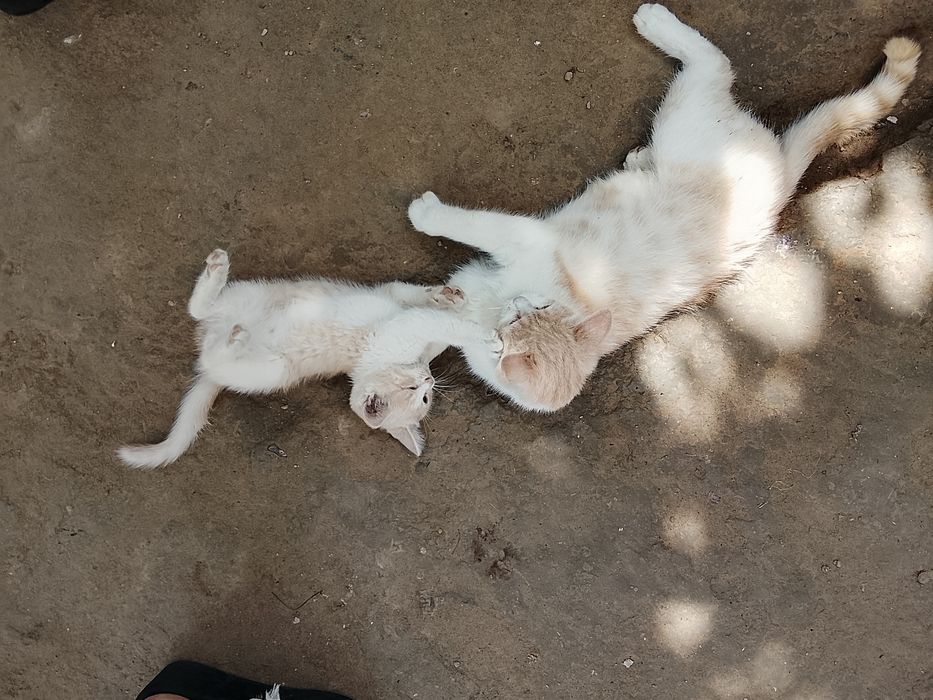 Mushuk bolasi onasi bilan beriladi hadyga