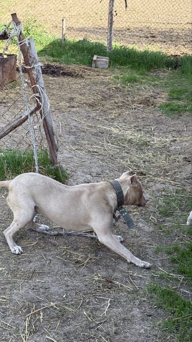 Пидбул адам тістемиді әлі жасына толмаған күшік