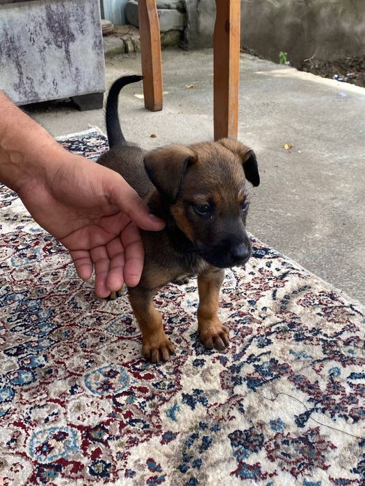 Belgian Malinois 1 oy 15 kunlik