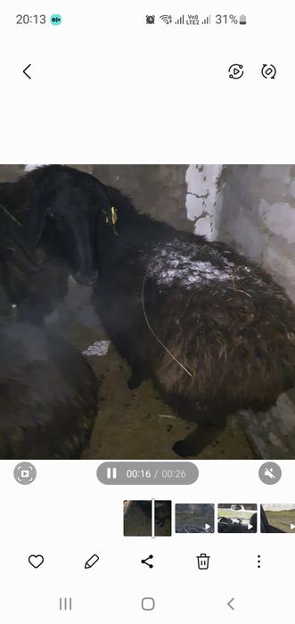 Продам барана жирного