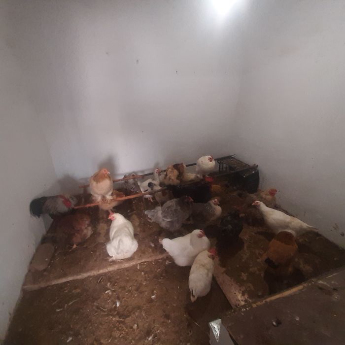 Тауык 5000 тенге