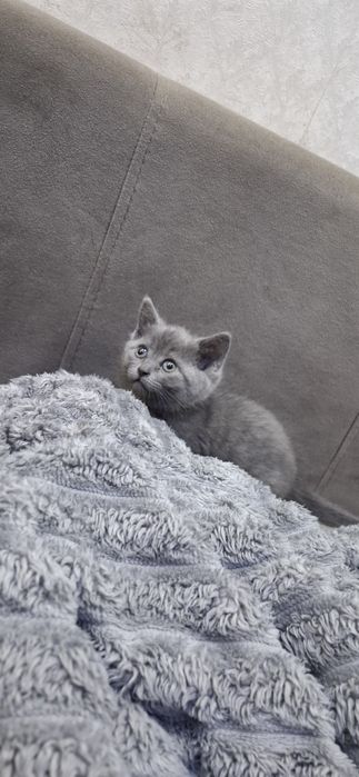 Шотландские котята скоттиш страйт