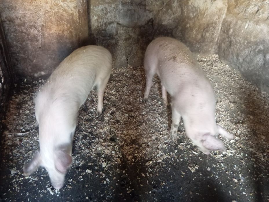 Vând baloți 70, 80 Kg