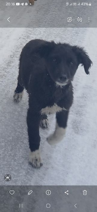 Собачки ищут дом!