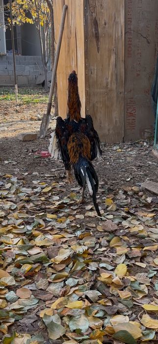 Дакан бойцовый чисто кров