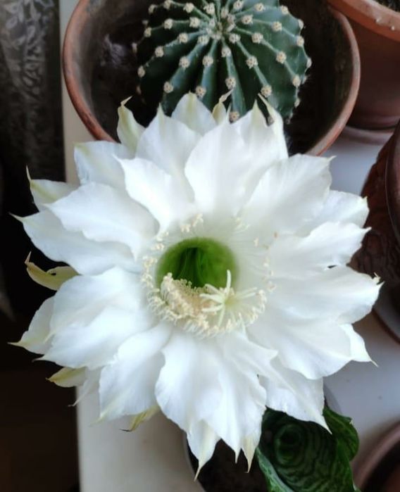 Кактусы, цветы, комнатные цветы