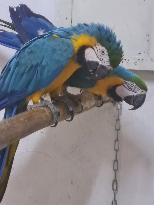 Vand perechi araruna