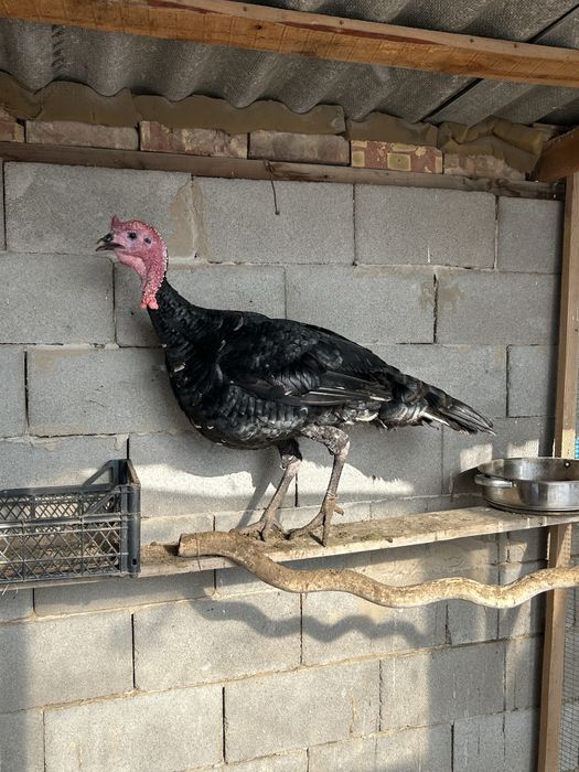 продаю индюка           .