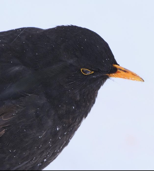 Qora shaq shaq  sotiladi yilli boqilgan quw sayroda