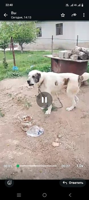 Собака алабай жаксы