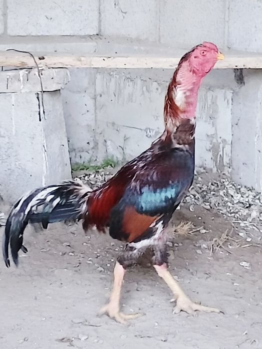 Kulangi xòroz 2-3 yosh