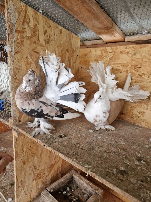 Porumbei voltati indieni 2025