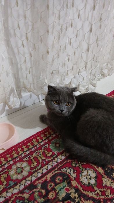 Мушук скотиш фолд