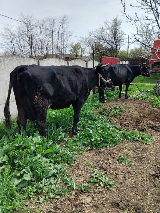 Vând 2 vaci gestante!