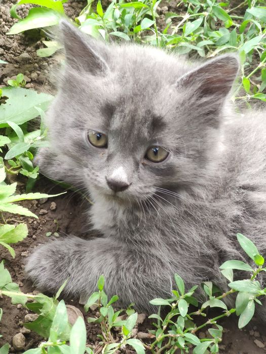 Отдам котят в добрые руки.